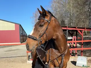 hästar Pigg och rolig hobbyhäst - Annons 22