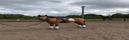 Allround hästar till salu: Vacker lusitano ponny  - Annons 2