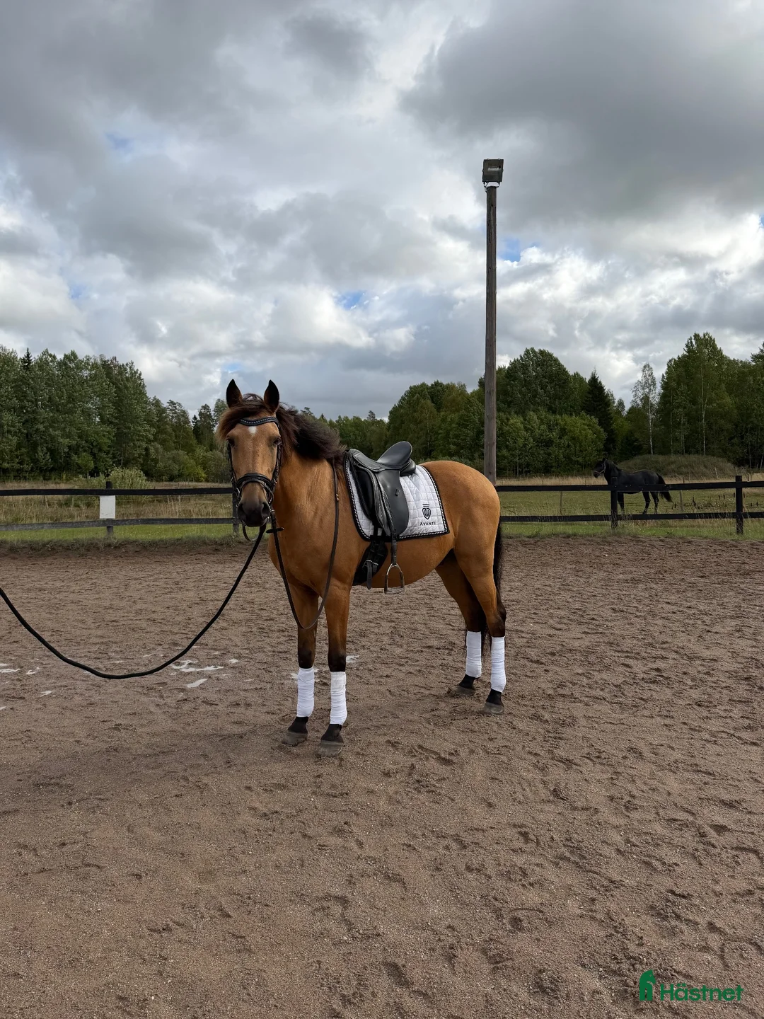 Allround hästar till salu: Vacker lusitano ponny  - Annons 2