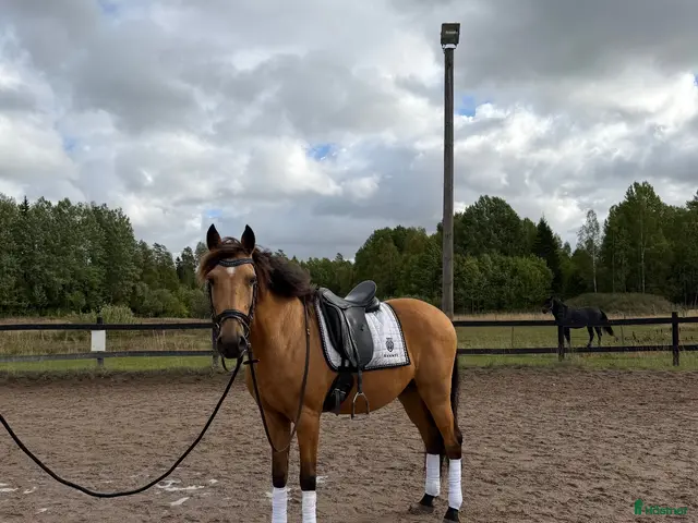 hästar till salu: Vacker lusitano - Annons 4
