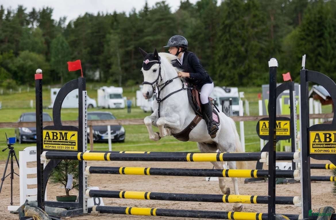  hästar Fin läromästare i Filipstad - Annons 15