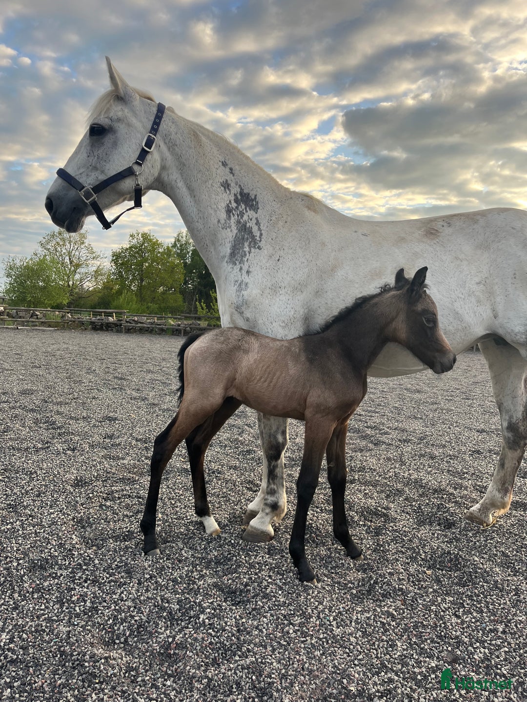 Allround hästar till salu: Snäll D-ponny för ridning och avel! i Broby - Annons 2