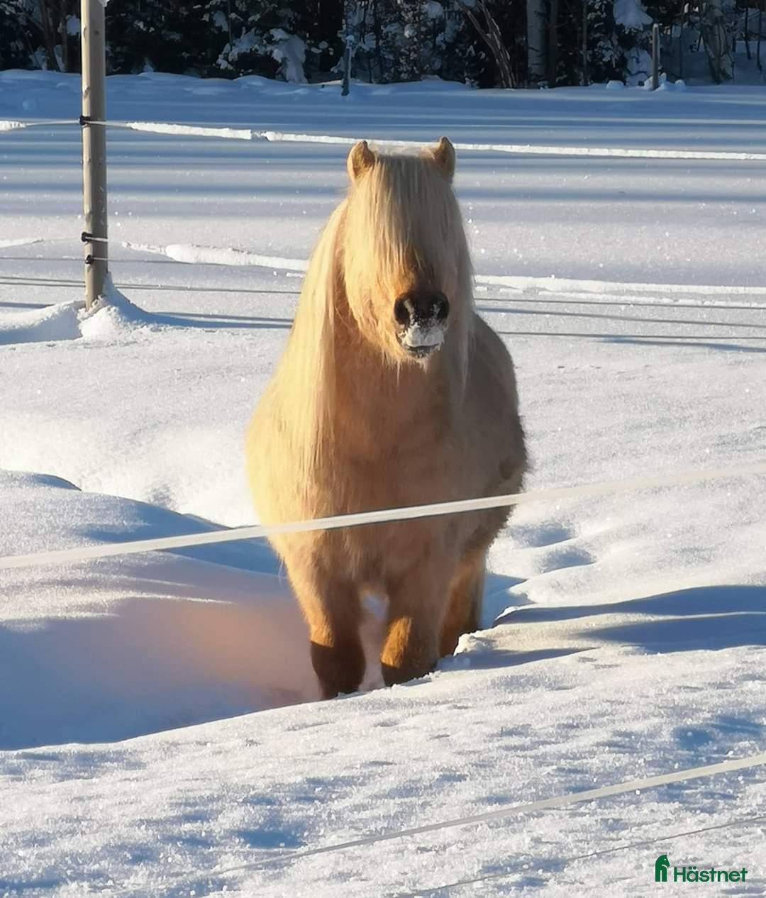 hästar Delicado Af Jäboruder RS 695 i Lillpite - Annons 18