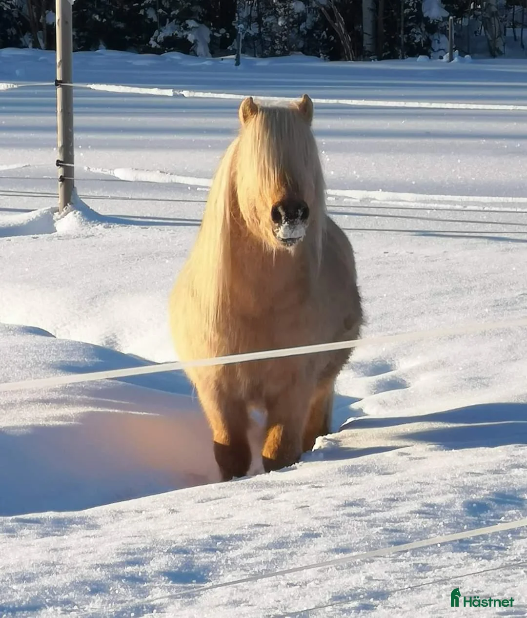 Avelshästar hästar till salu: Delicado Af Jäboruder RS 695 i Lillpite - Annons 1