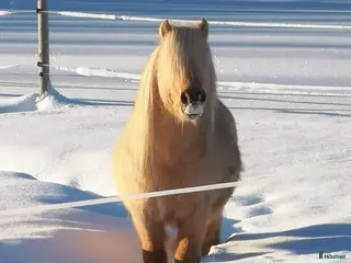 hästar Delicado Af Jäboruder RS 695 i Lillpite - Annons 18