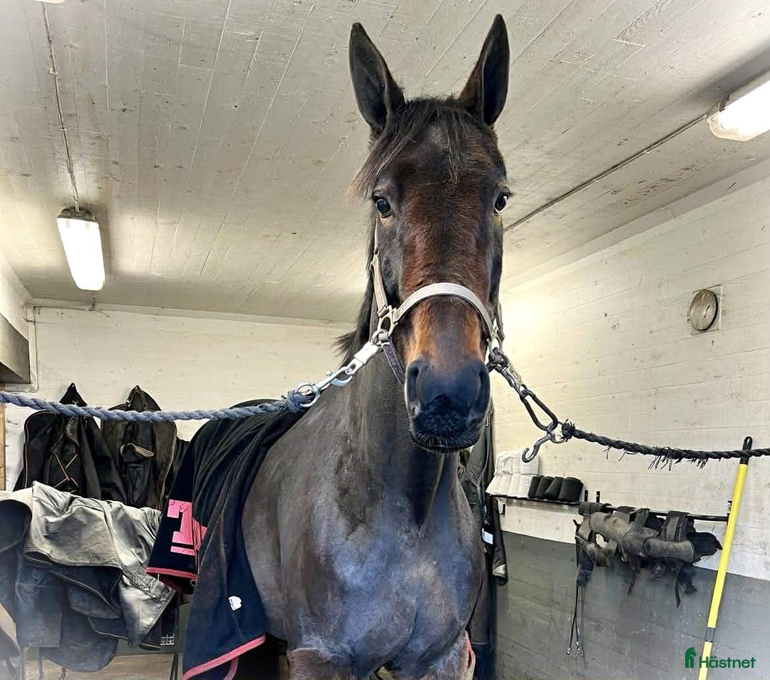 Allround hästar till salu: Snällt sto med egen motor i Skene - Annons 2