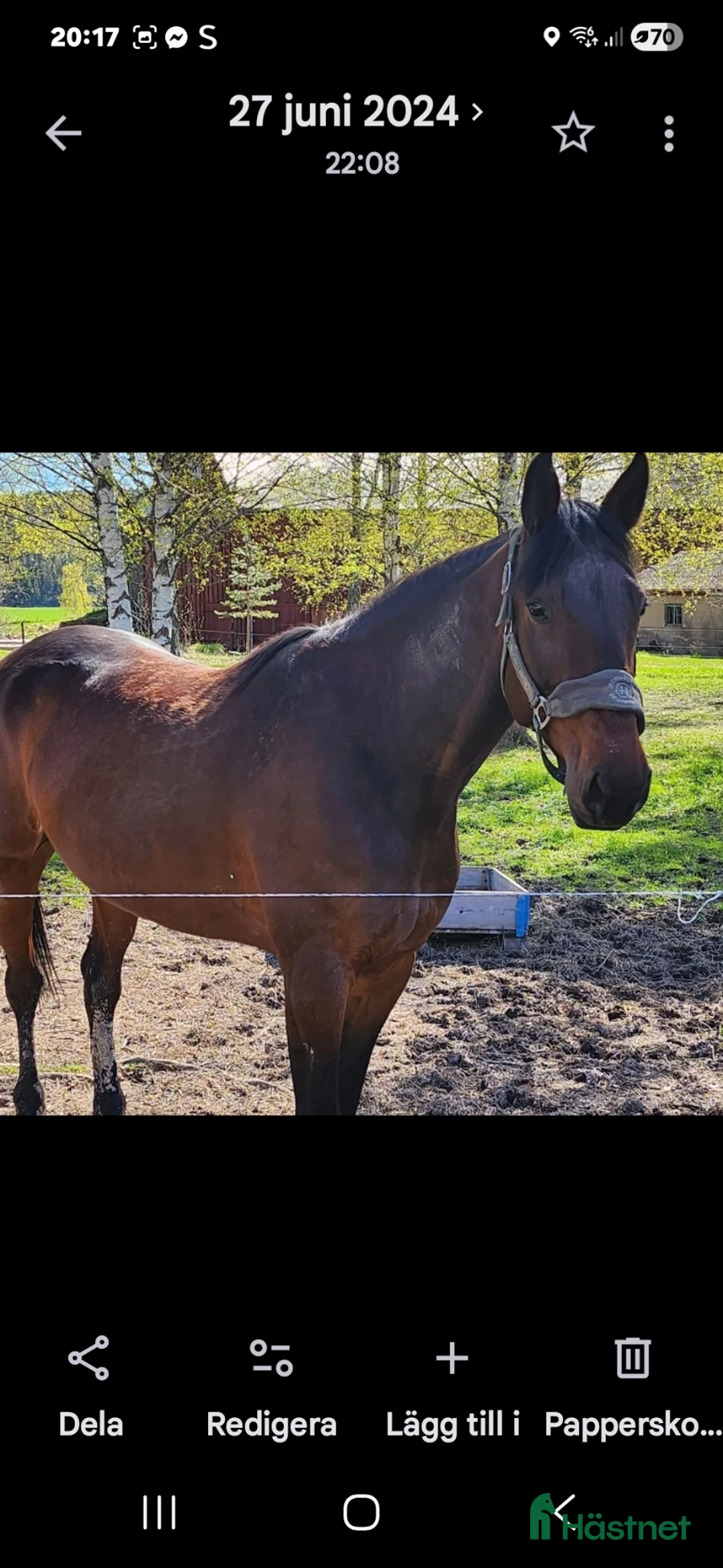 Allround hästar till salu: Varmblod söker hem - Annons 4