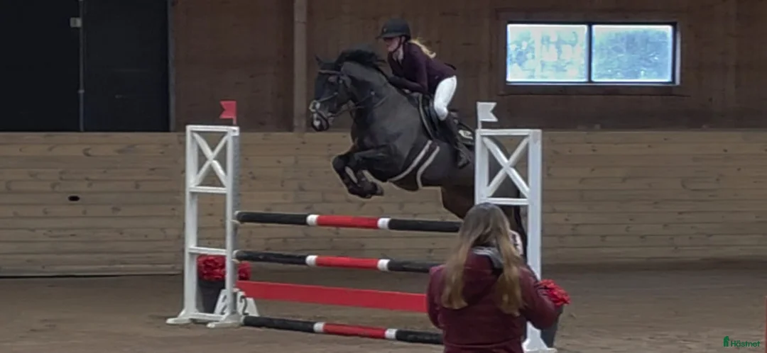 Hoppning hästar till salu: Lovande D-ponny med hjärta och potential 🌟 - Annons 2