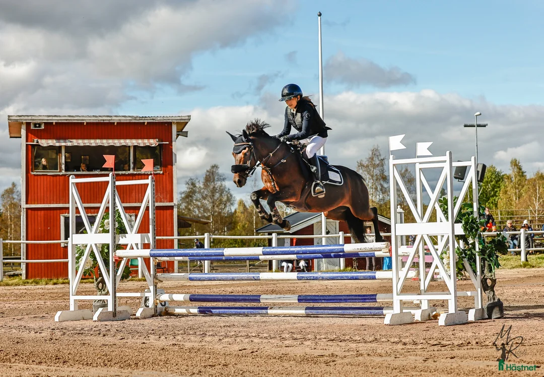 Hoppning hästar till salu: ⭐️ Power ponny ⭐️ i Gislaved - Annons 1