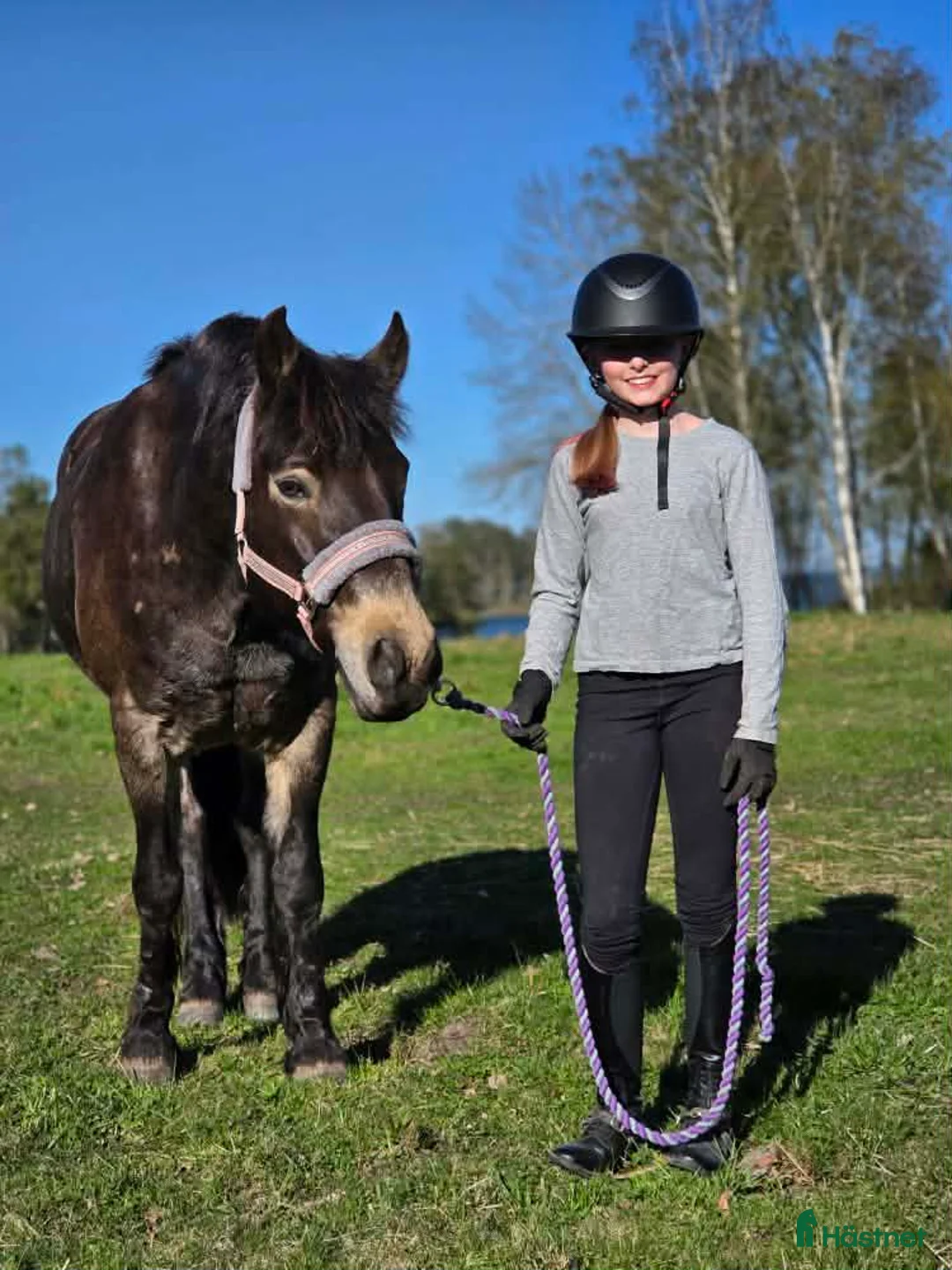 Allround hästar sökes: En bästa vän FINNES - Annons 1