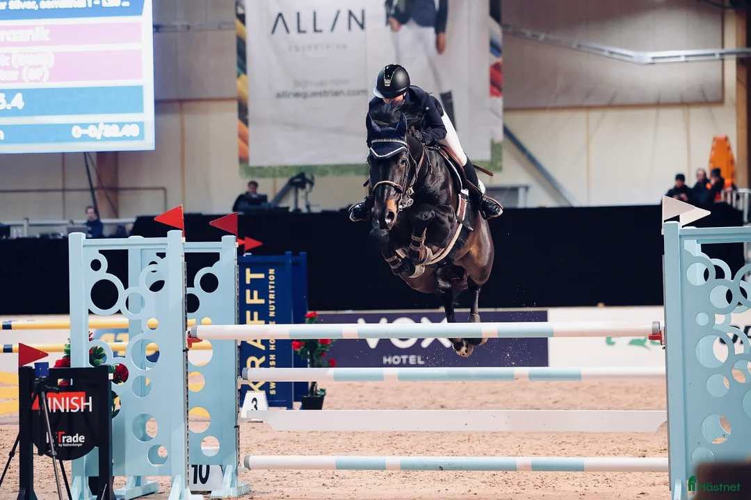 Hoppning hästar till salu: Rosettplockare - Annons 1