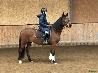 hästar Framtida stjärna i Munka-ljungby - Annons 14