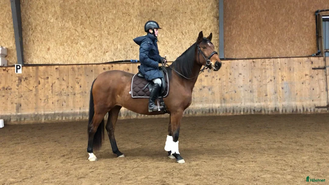 Dressyr hästar till salu: Framtida stjärna i Munka-ljungby - Annons 1