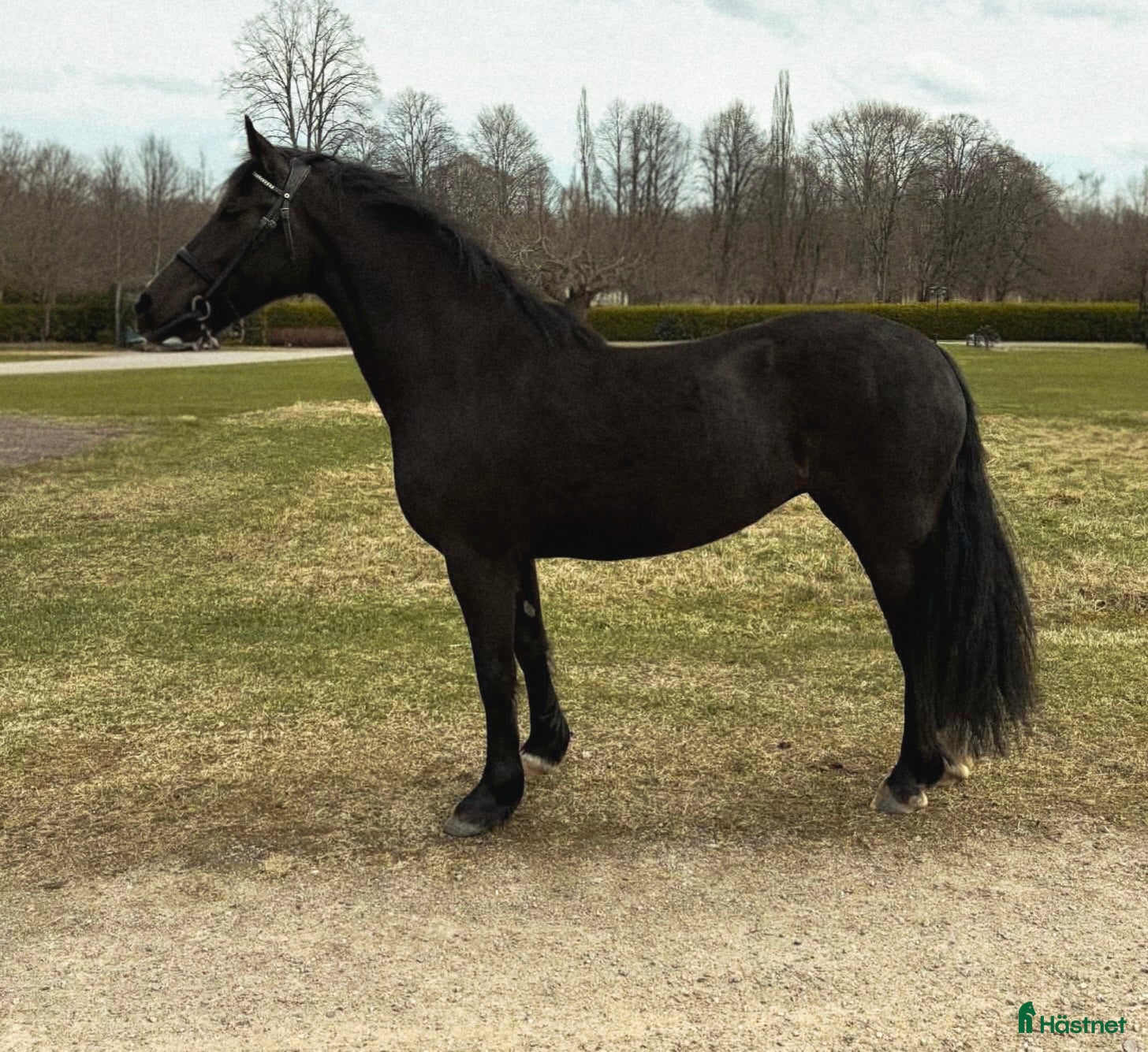  hästar Fantastiskt welsh Cob Sto! - Annons 2