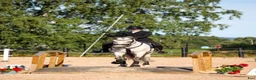 Working Equitation hästar till salu: Utvecklingsbar lusitanovalack🌟 - Annons 4