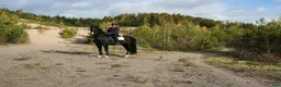 Allround hästar till salu: Jättetrevligt sto 6 år - Annons 13
