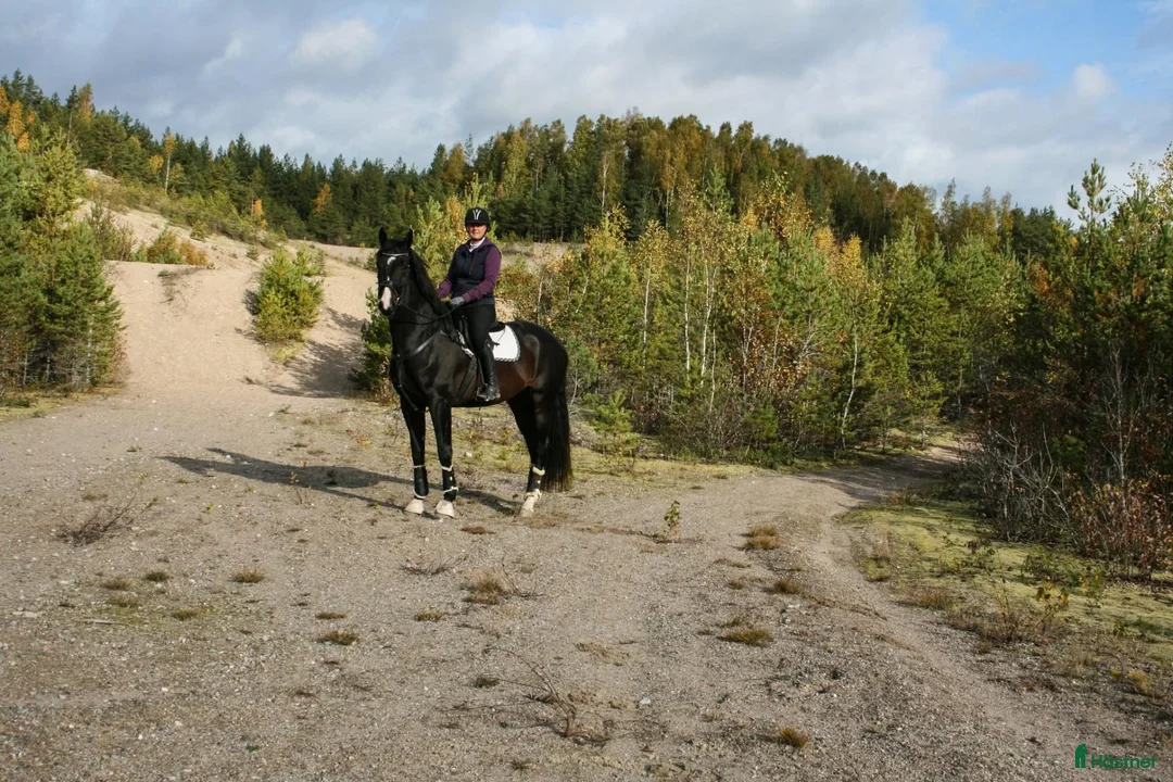 Allround hästar till salu: Jättetrevligt sto 6 år - Annons 13