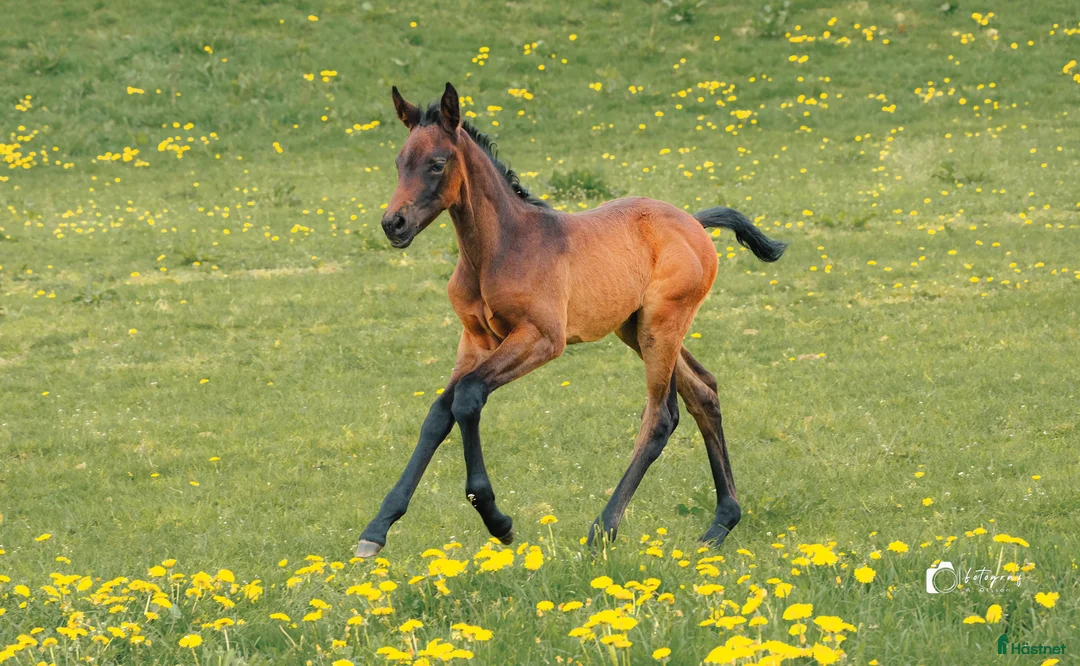 Dressyr hästar till salu: Välstammat (dressyr) SWB sto f. 2024  i Hörby - Annons 3