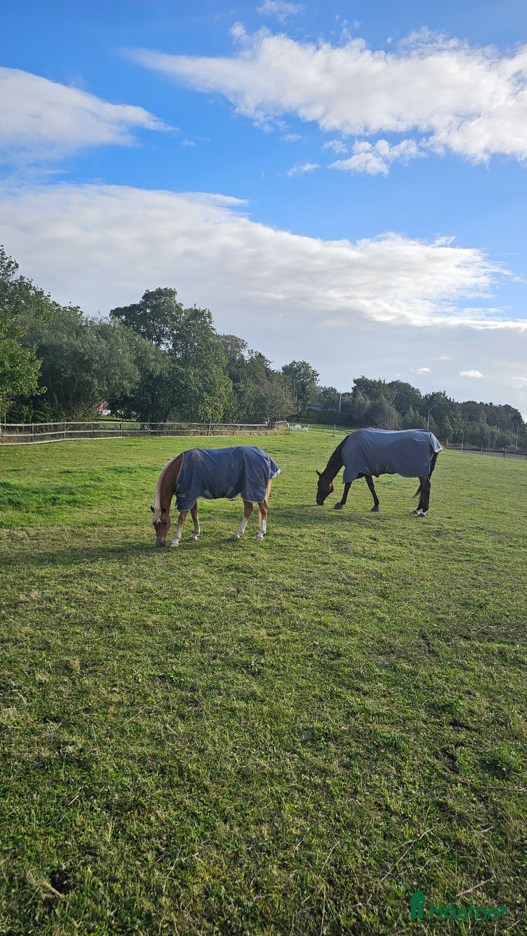  stallplats finnes: Stallplats i Svedala - Annons 5