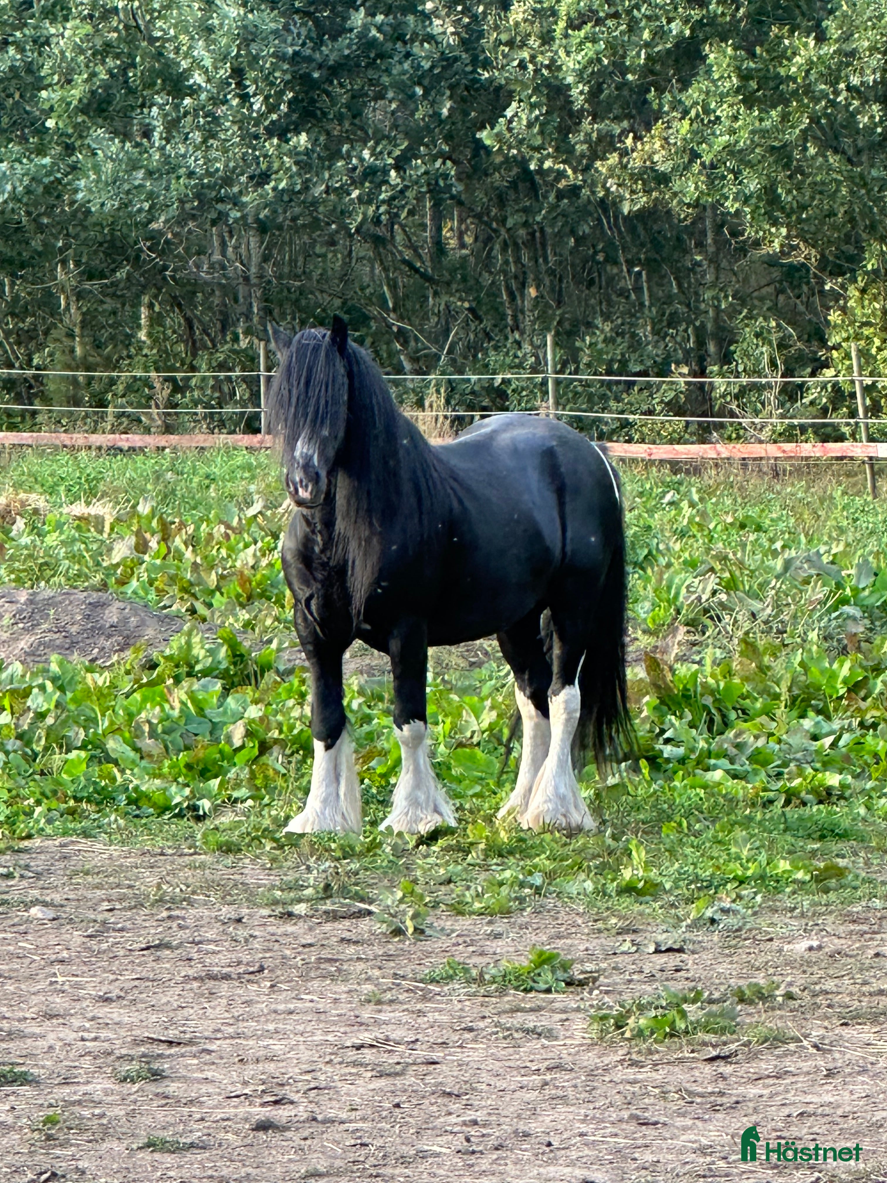Övrigt hästar till salu: Hingst  i Fliseryd - Annons 1