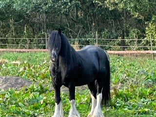 hästar Hingst i Fliseryd - Annons 2