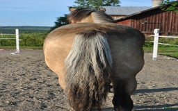 Allround hästar till salu: *Reserverad* Elegant Welsh Cob Stoföl i Hoting - Bild 7