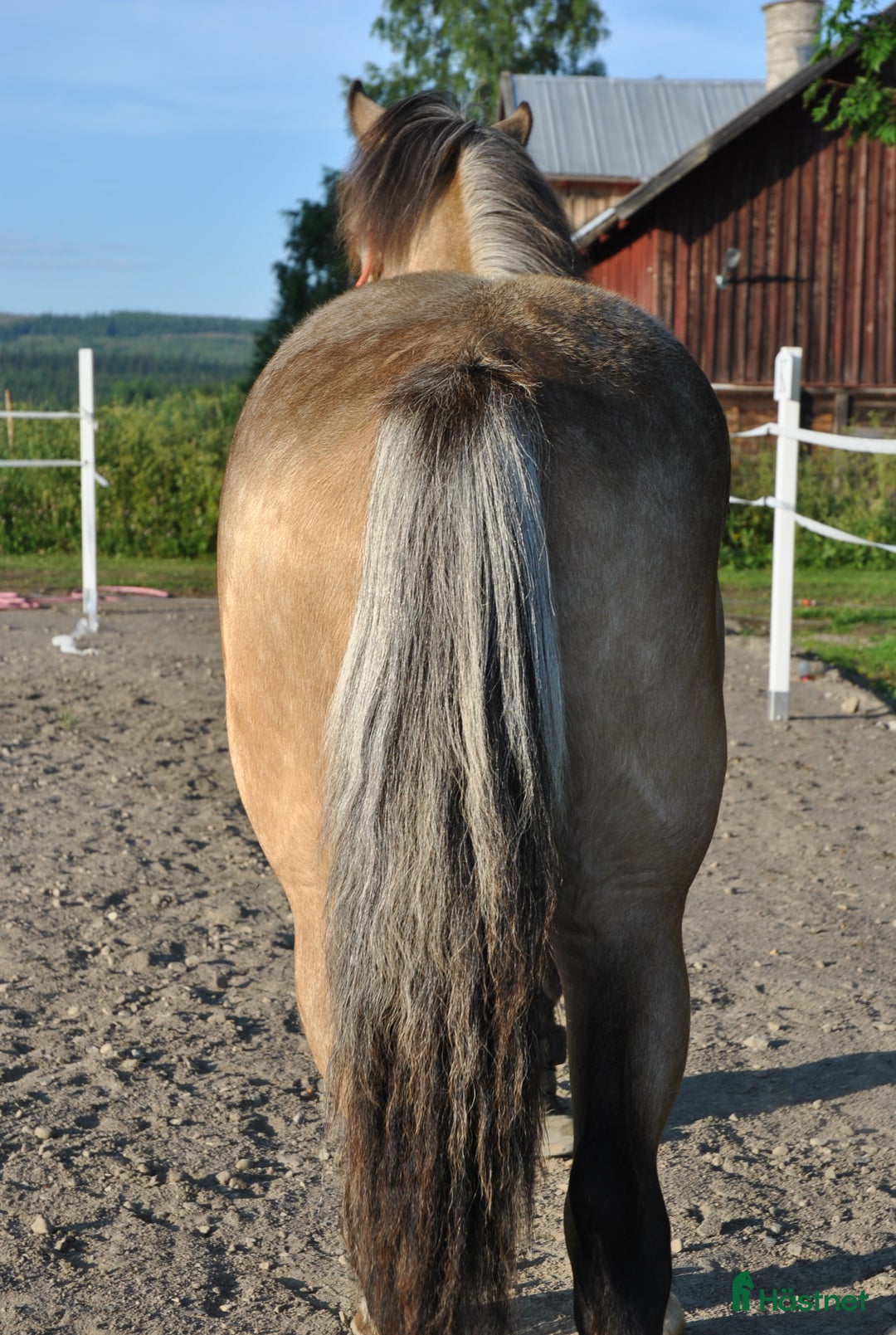 Allround hästar till salu: Elegant Welsh Cob Stoföl i Hoting - Bild 7