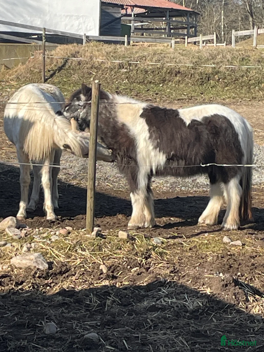 Allround hästar till salu: Blivande tävlingsponny /familjehäst - Annons 1