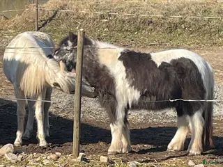 hästar Blivande tävlingsponny /familjehäst - Annons 12