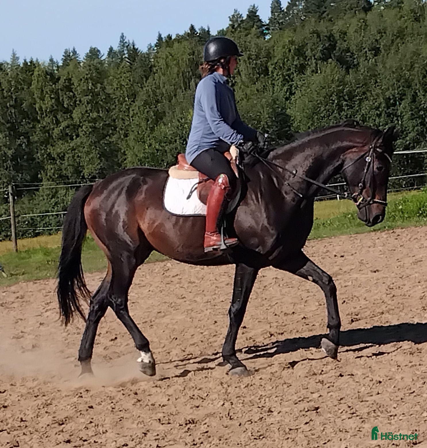  hästar Trevlig 4åring e Janiero platinum - Annons 9