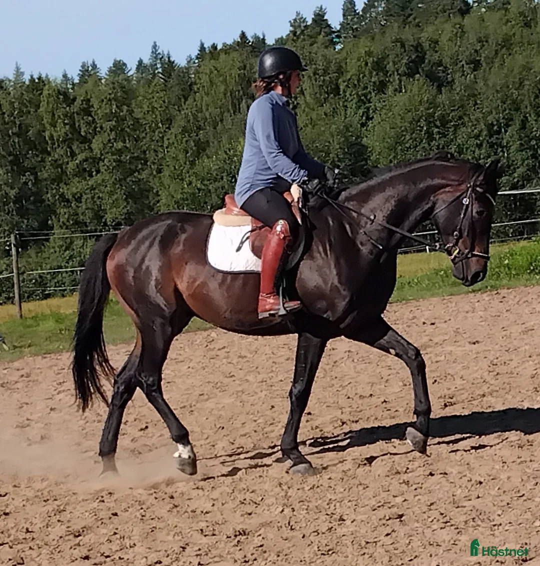 Dressyr hästar till salu: Trevlig 4åring e Janiero platinum - Annons 1