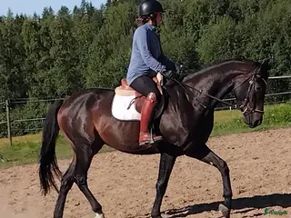 hästar Trevlig 4åring e Janiero platinum - Annons 9