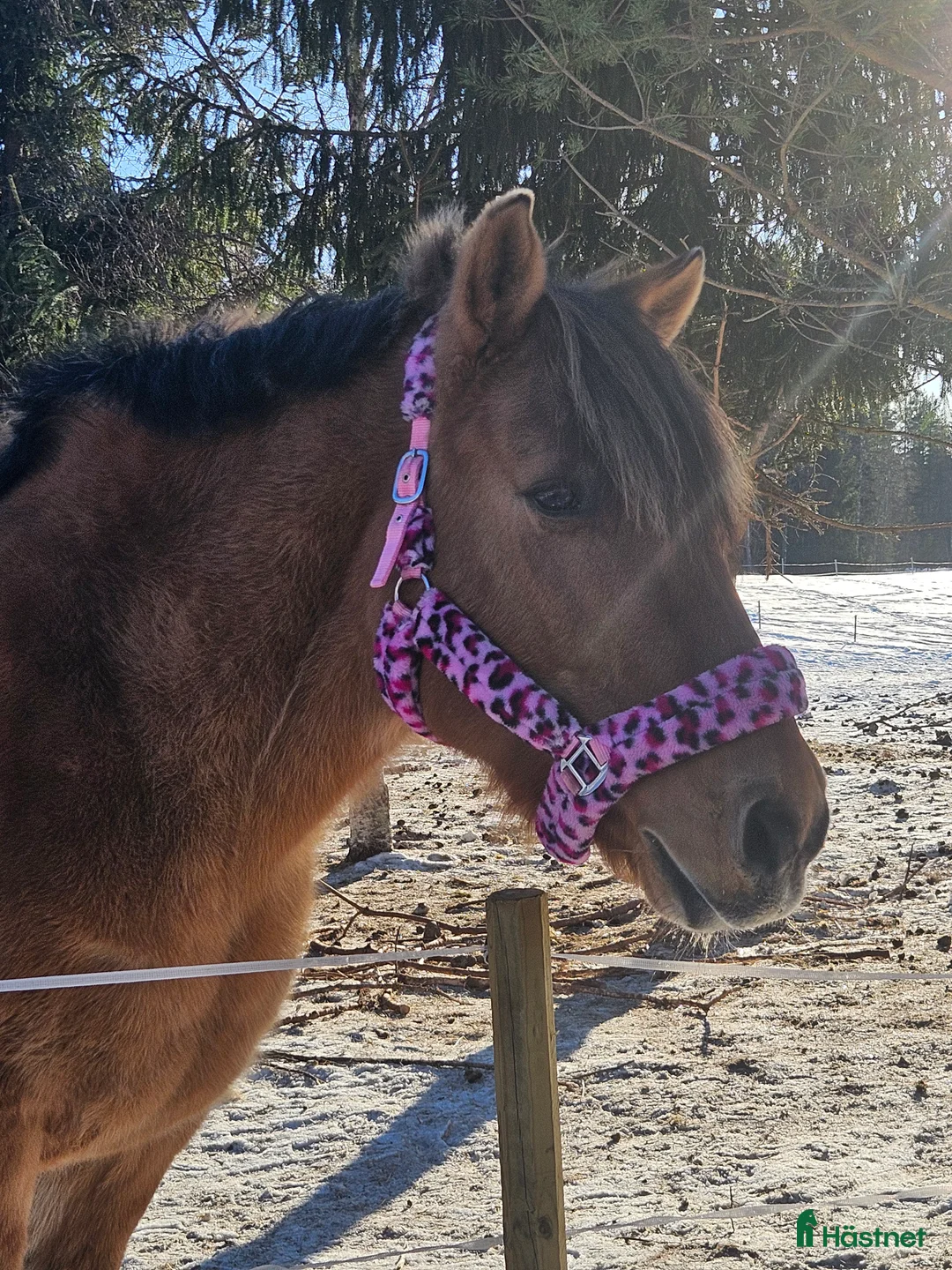 Sällskap hästar till salu: Sällskap  - Annons 1