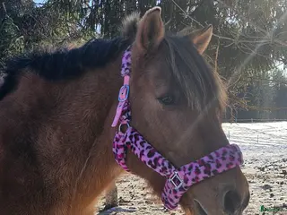 hästar Sällskap - Annons 10