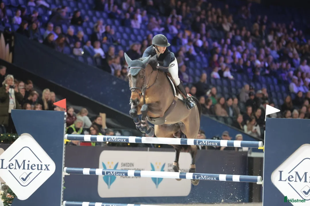 Hoppning hästar till salu: Topphäst Children/Junior  - Annons 1