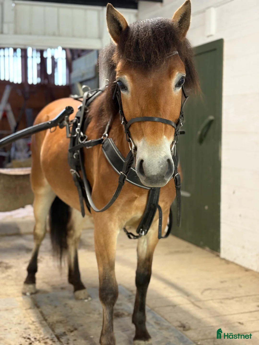 Trav hästar till salu: Mysig ponnytravare - Annons 4