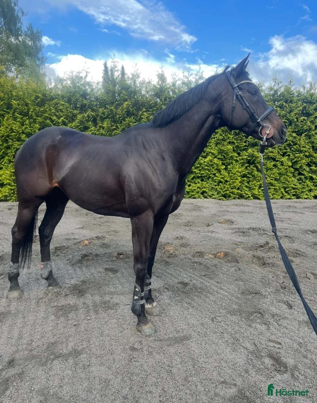 Allround hästar till salu: Sportig hopphäst - Annons 2