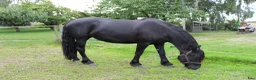 Allround hästar till salu: Vår "Black Beauty" - Tora - Annons 1