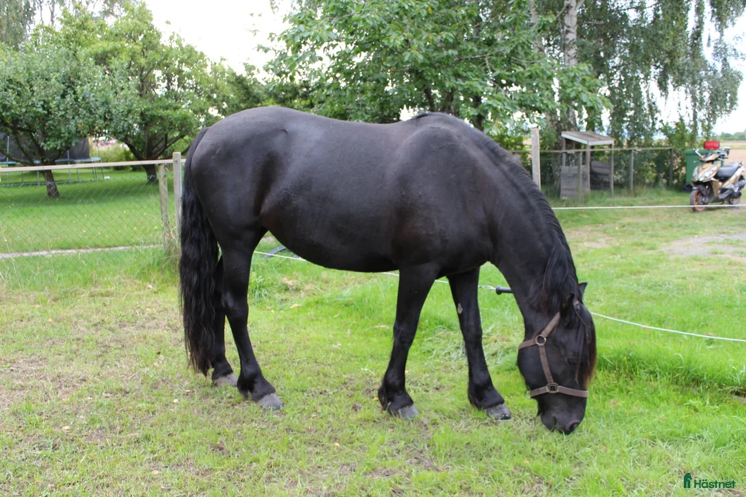 Allround hästar till salu: Vår "Black Beauty" - Tora - Annons 1
