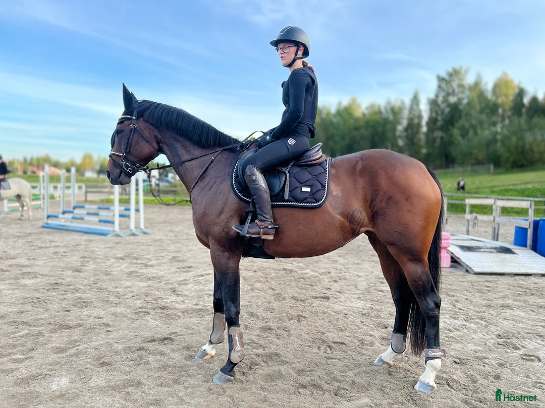 Allround hästar till salu: Socialt och trevligt sto med framtiden för sig - Annons 6