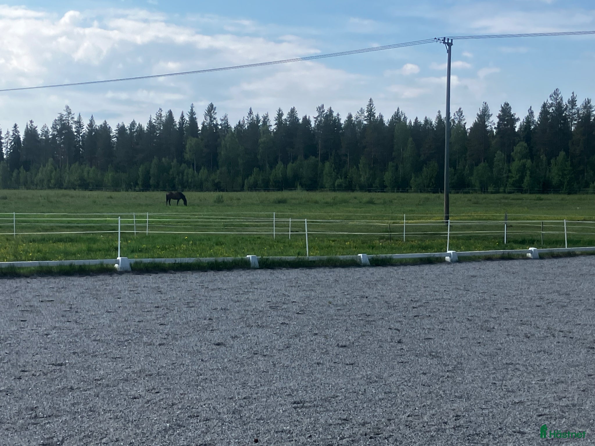  foderhäst Söker betes kompis  - Annons 4