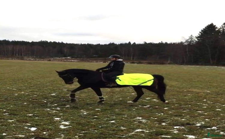  medryttarhäst finnes i Enskededalen - Annons 16