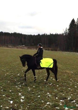 medryttarhäst finnes i Enskededalen - Annons 16