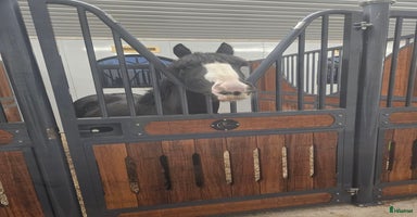  hästar i Lindesberg - Annons 15