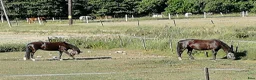  stallplats finnes: Stallplats Tungelsta  - Annons 6