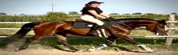 Allround hästar till salu: Mila – 10-Year-Old Beautiful Versatile Family Mare - Annons 7