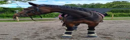  stallplats finnes: Lösdriftsplatser för ston  - Annons 8