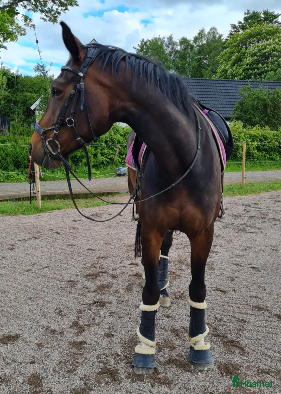  stallplats finnes: Lösdriftsplatser för ston  - Annons 8
