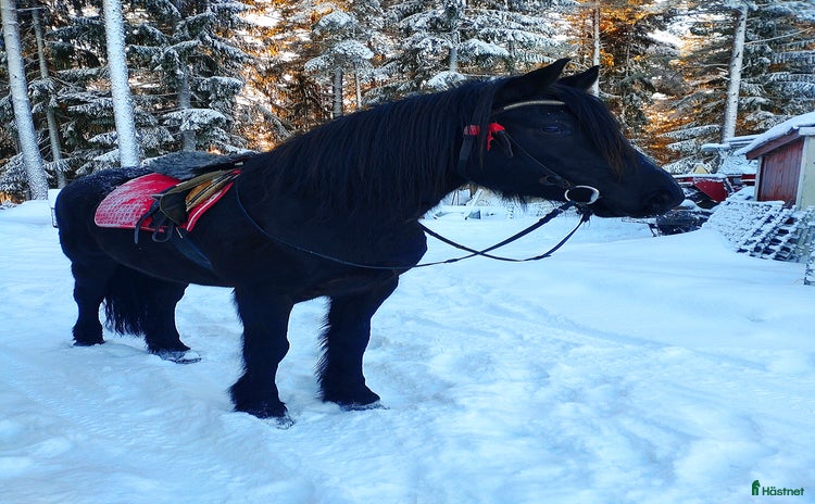  hästar i Ljusdal - Annons 14