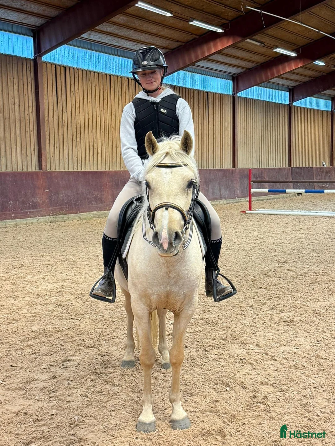 Allround hästar till salu: Mycket fint welsh partbred-sto - Annons 2